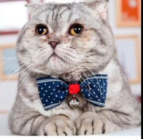Cat Bow Tie With Bell Necktie Collar